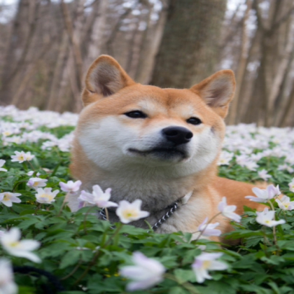 puppy / dog aesthetic Roblox decal