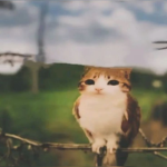 longlivecat.