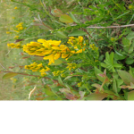 Queen bee flower group