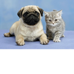 pug and kitten