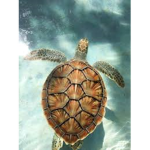 Trippy turtles