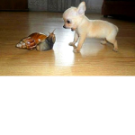 Karl.my.beloved