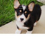 Boss corgi
