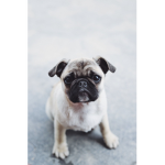 Pug_lover4786's group
