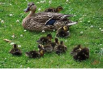 !The Duck Family!