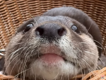 Super otter clan