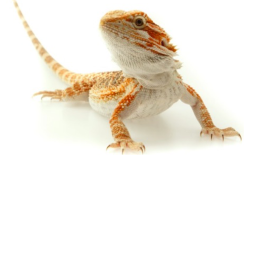 aaaa