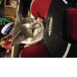 The cat is soon cool