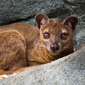 Survive the Clowns [BETA TESTING]🤡