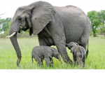 The Elephant Squad!!!!