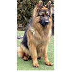 The German Shepherd Fan Group