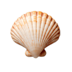 Shell Company - PLLC