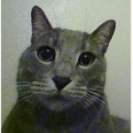 gato juegos