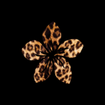 leopardskin