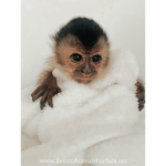 Super Monkey Squad!