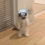 彡Luffy