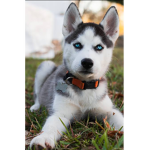 Husky/cute