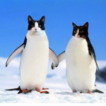 pengcat