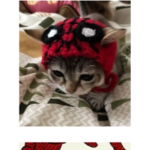 Spider man cat group