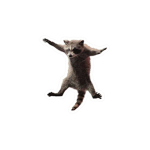 Flying Racoon