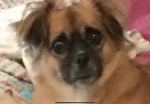 National doggo followers accociation