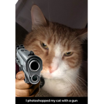 KITTNZ ARMY