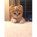 Cute cat124