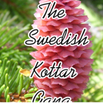 The Swedish kottar gang