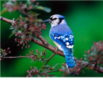 NJ bird watchers