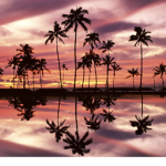- hawaiian apparel -
