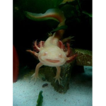 epic axolotls