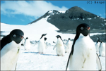 apartment living roleplay and penguin fans
