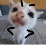 Cuteavora