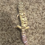 Leopard gecko society :)