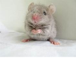 MOUSE-UNITED