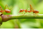 The Ant Likers