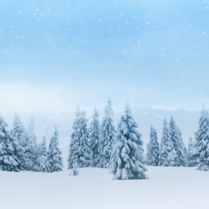 Snow trees