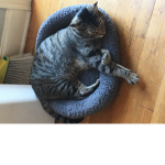 The Kitty Army (Beta)