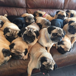 awesome_pugs