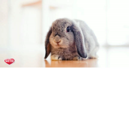 ✨🐰✨🐰✨