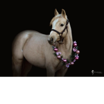 WILD HORSES CLUB