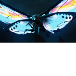 Butter moths