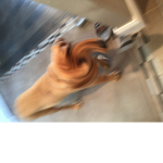 Weird dogs only