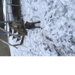 Brenden’s dog squad