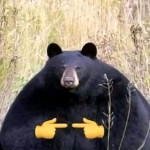 Mysterious Bear