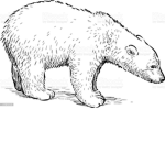 Northwind Royal Rebel White Bear Company