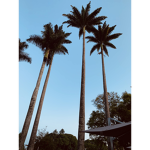 Trees support group