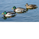 DuckBoiUwU