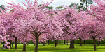 Cherry tree academy