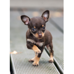 chihuahua pack